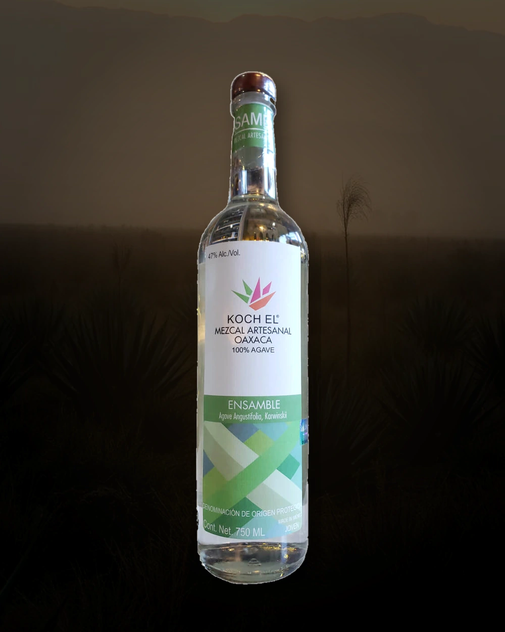 Koch Ensamble – Angustifolia/ Karwinskii bottle